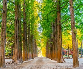 【首爾出發】小法國村 X 南怡島 X 江村鐵路自行車 X 晨靜樹木園 京畿道1日遊